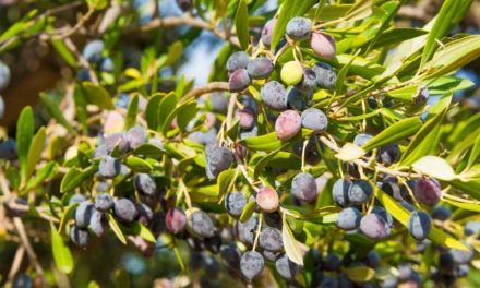 The Olive Hope Tree – A Comprehensive Interactive Guide