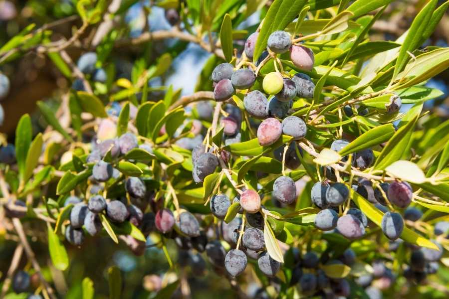 olive tree hope prosperity (2)