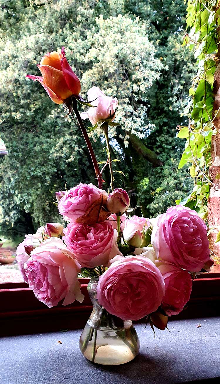 Illness - Dried Roses Gift Ideas