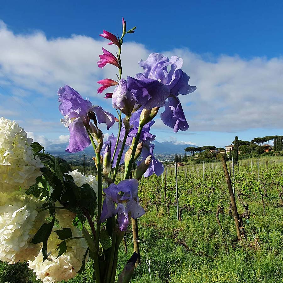 Flowers Tuscany purple