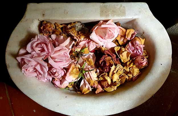dried roses