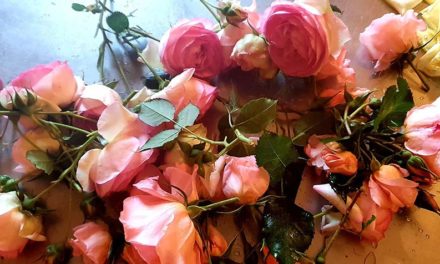 Roses – Healing To The Mind And Soul