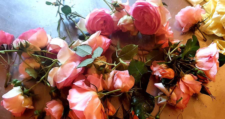 Roses – Healing To The Mind And Soul