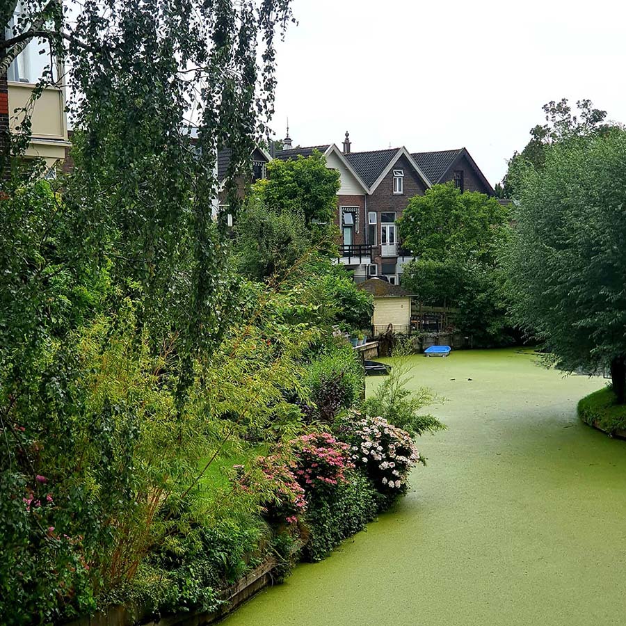 Moss Green canal Dordrecht