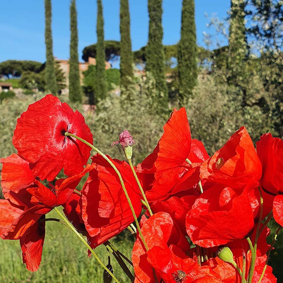 Poppies Tuscany Cyprus Trees green