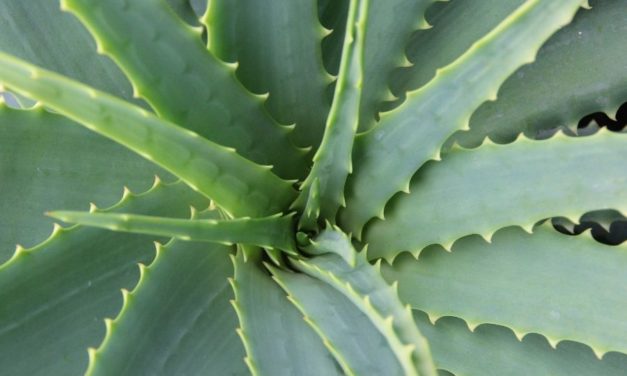 Aloe Vera All Natural – Hair & Skin Care Benefits