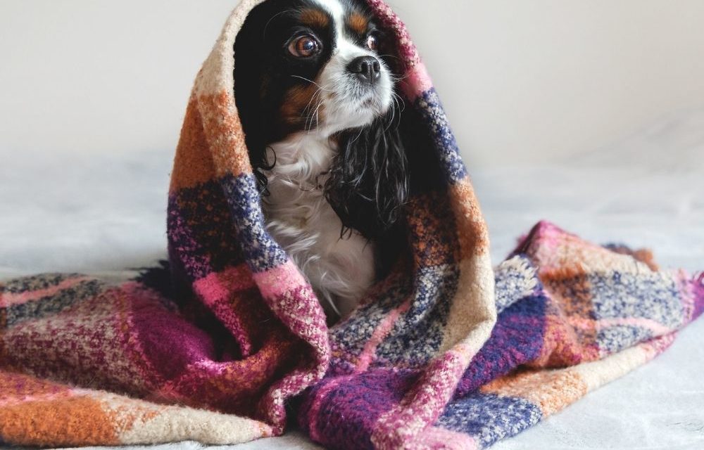 4 Tips for Caring for Your Dog in the Cold This Winter