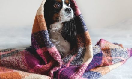 4 Tips for Caring for Your Dog in the Cold This Winter