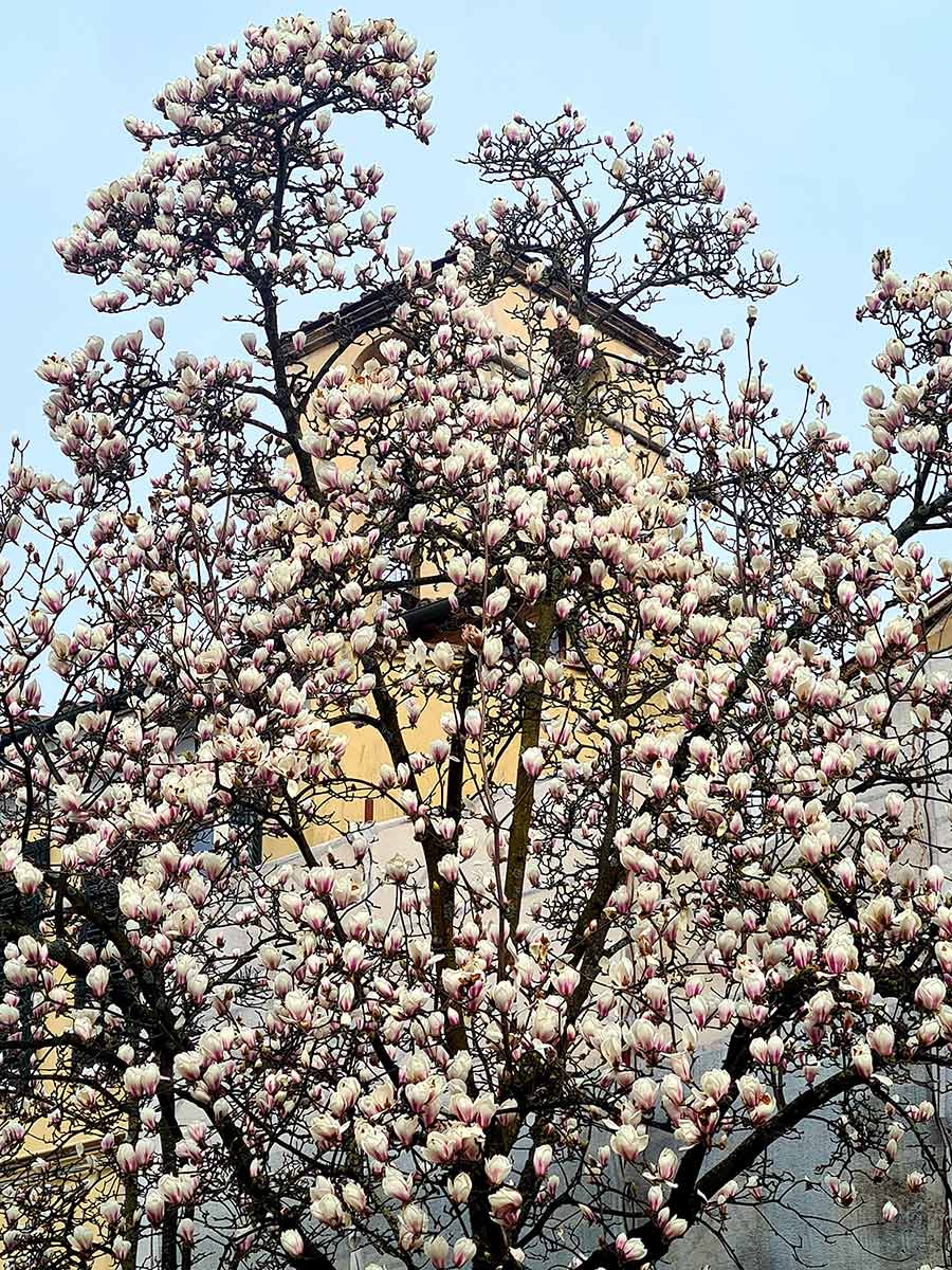 Spring-Beige---How-To-Wear-Earthy-Colours-And-Blossom-2