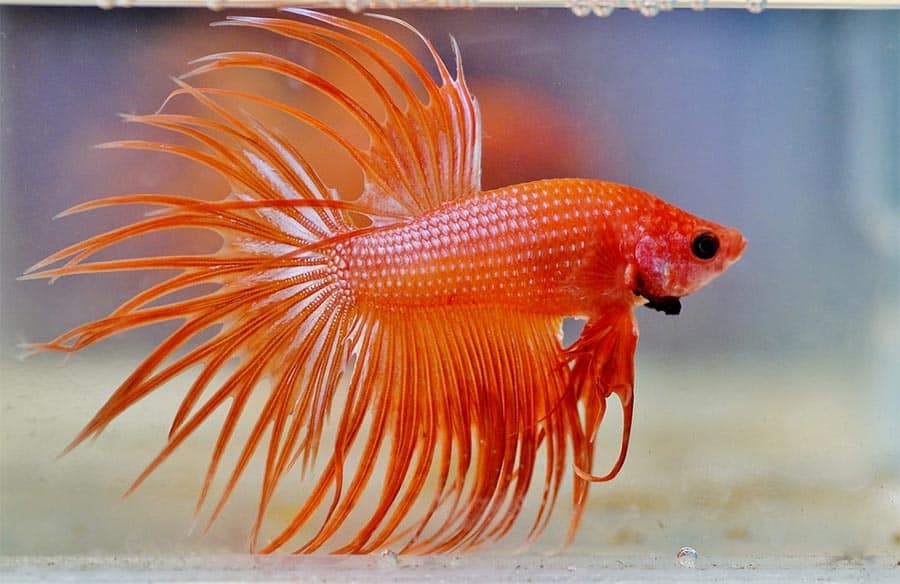 Betta Fish Care Guide - Everything You Need to Know
