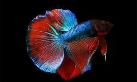 Betta Fish Care Guide – Everything You Need to Know