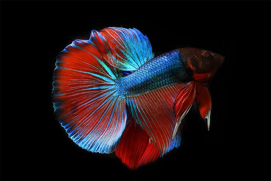 Betta Fish Care Guide – Everything You Need to Know