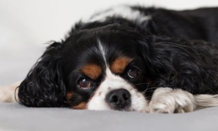 How To Take Care Of Your Dog While Being Kind To The Environment