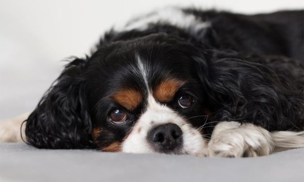 How To Take Care Of Your Dog While Being Kind To The Environment