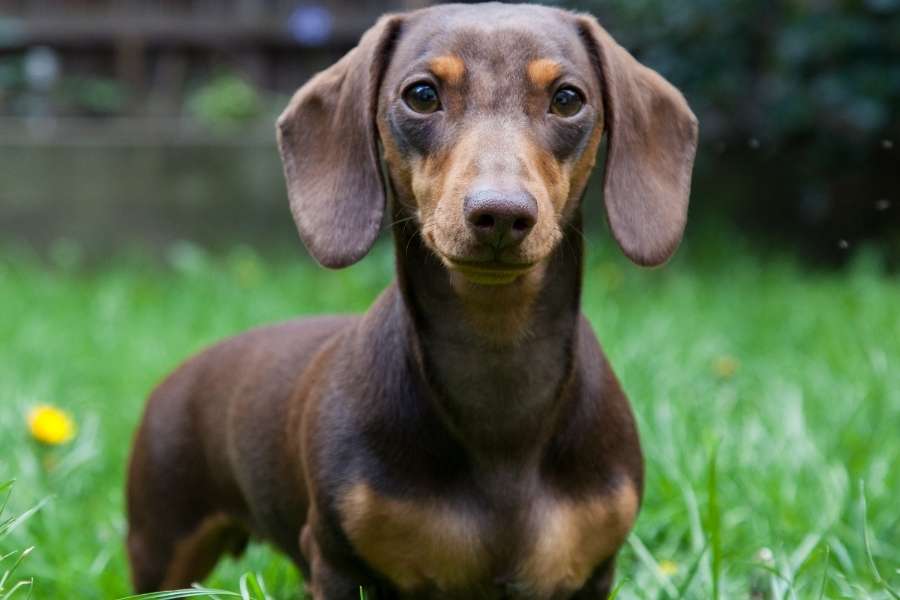 Dachshund