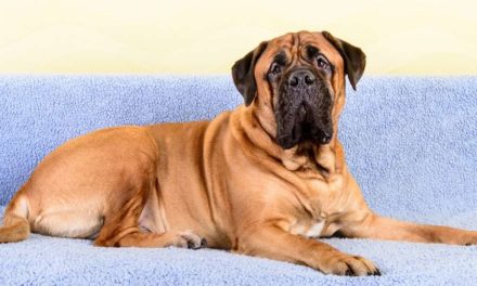 Dogs – Are Your Neighbours Dog Driving You Barking Mad?