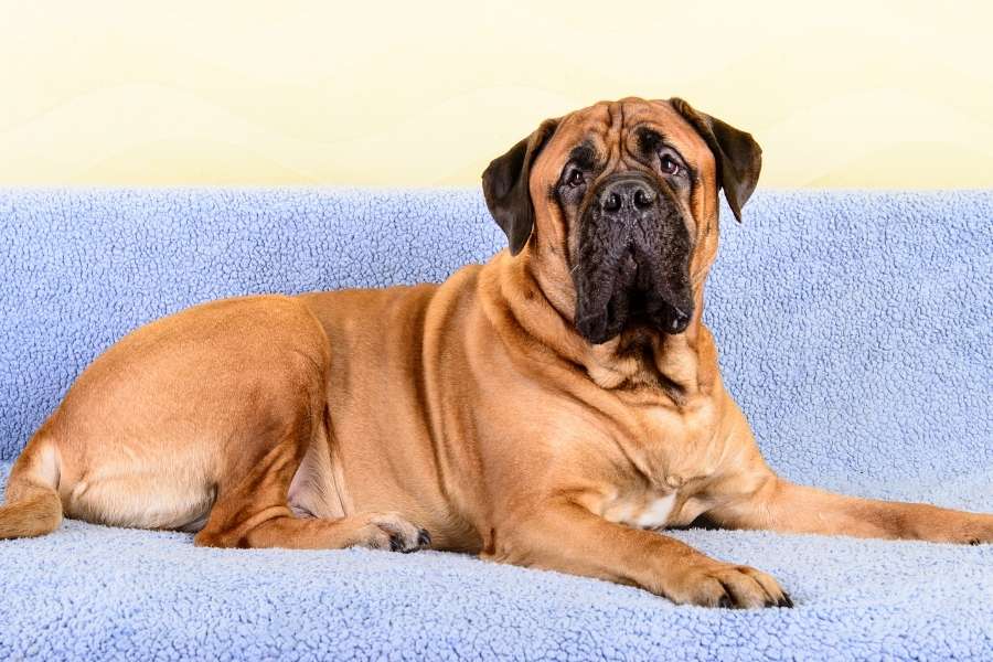 Dogs – Are Your Neighbours Dog Driving You Barking Mad?