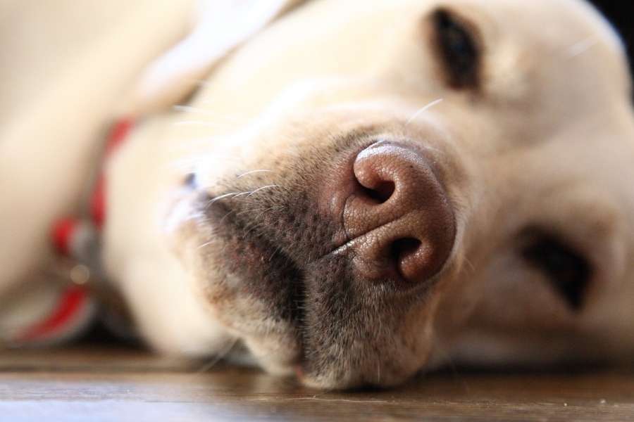 Dogs - Are Your Neighbours Dog Driving You Barking Mad