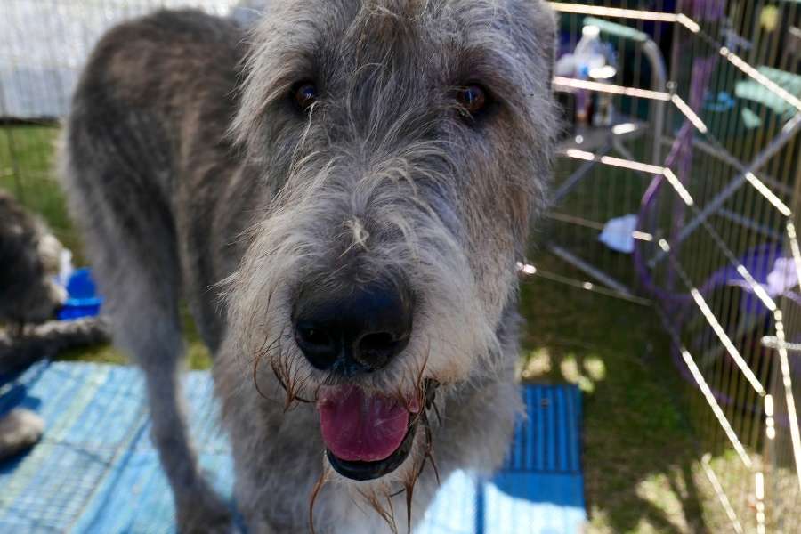 Irish wolfhound