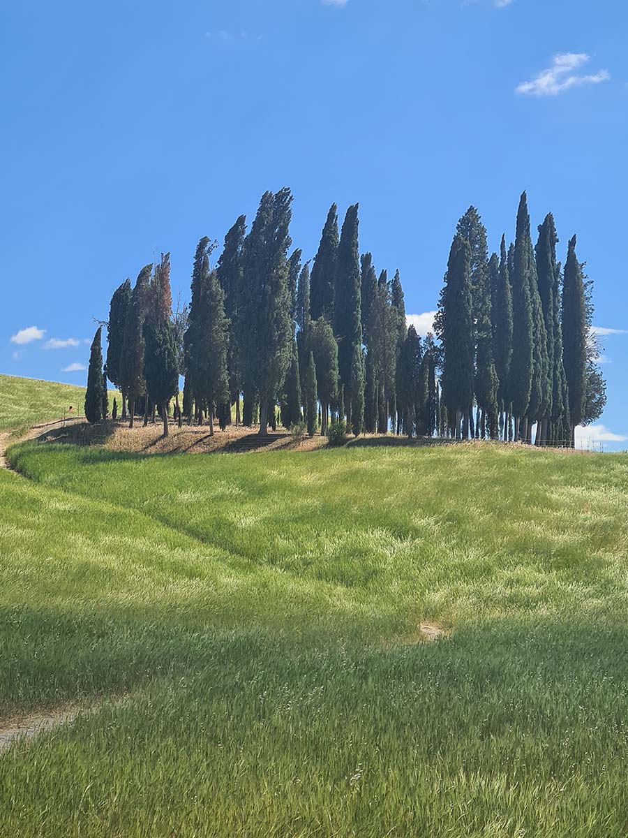 Tuscany Siena Hills 2022 italy (1)