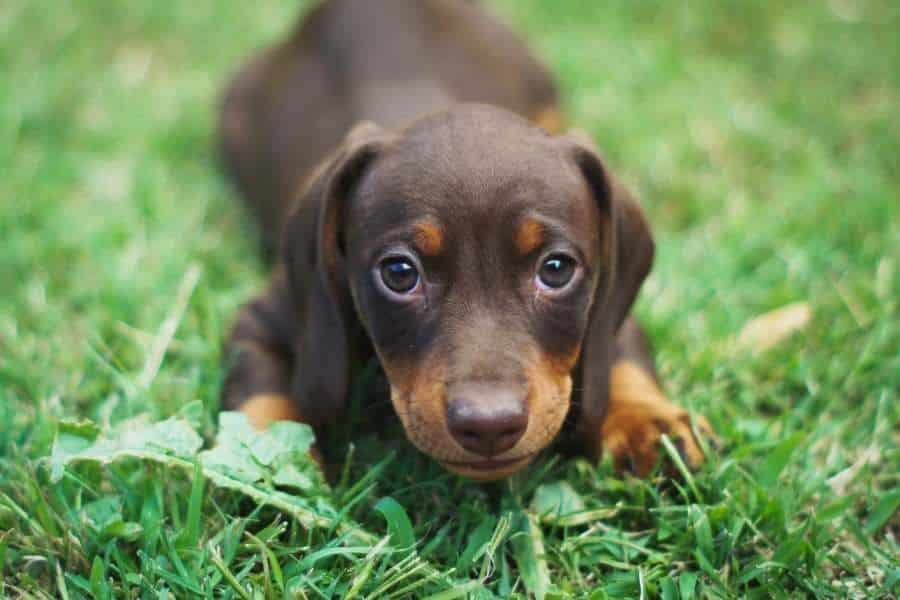 dachshund