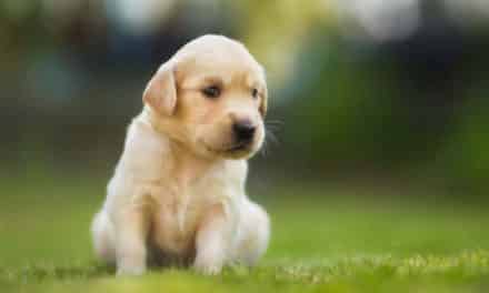 How To Prepare Your Home Before You Get A Dog