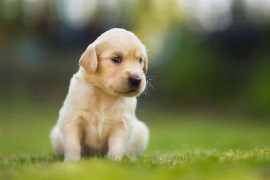 How To Prepare Your Home Before You Get A Dog