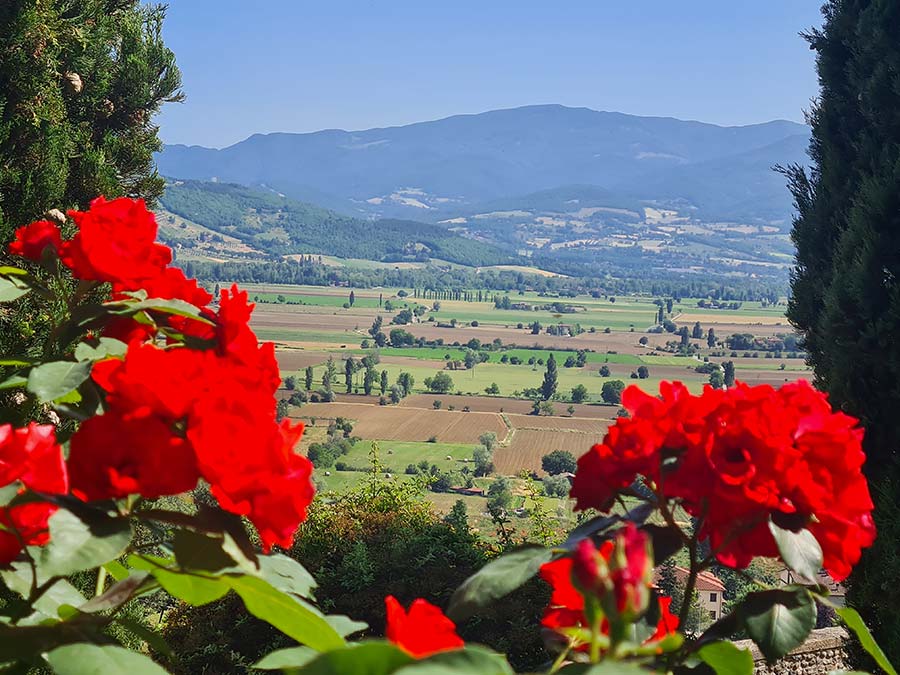 Tuscany Italy Toscana 2022 flowers and villas (2)
