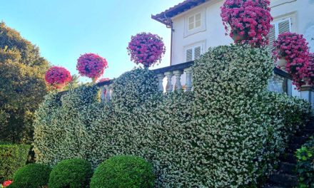 Bougainvillea – How To Grow Them In Your Garden