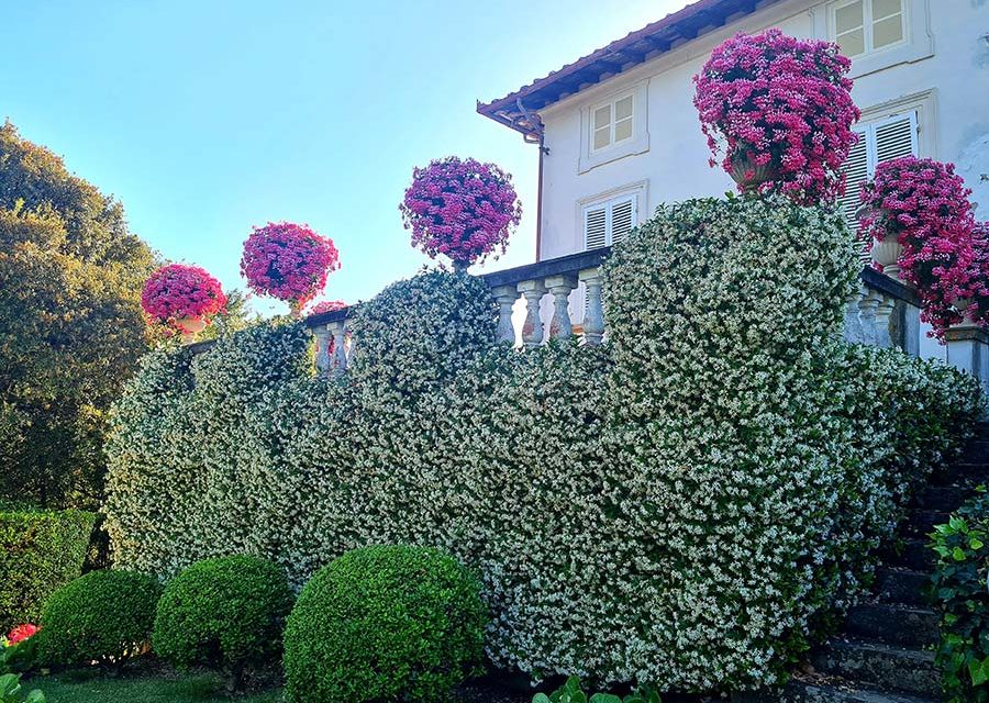 Bougainvillea – How To Grow Them In Your Garden