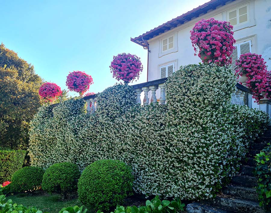 Tuscany Italy Toscana 2022 flowers and villas (2)