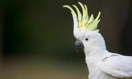 How To Keep Your Pet Healthy And Happy – Our Top Tips