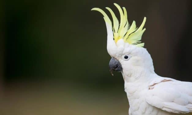 How To Keep Your Pet Healthy And Happy – Our Top Tips