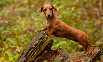 Decoding Your Dog’s Behaviour: Understanding the Language of Your Furry Friend