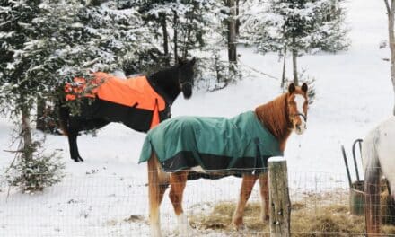 Horse Care for Beginners – Blanketing