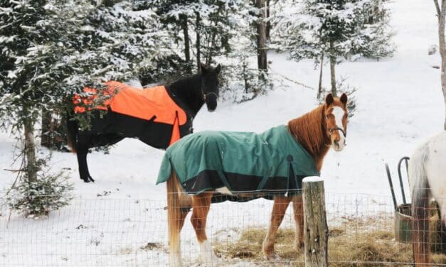 Horse Care for Beginners – Blanketing