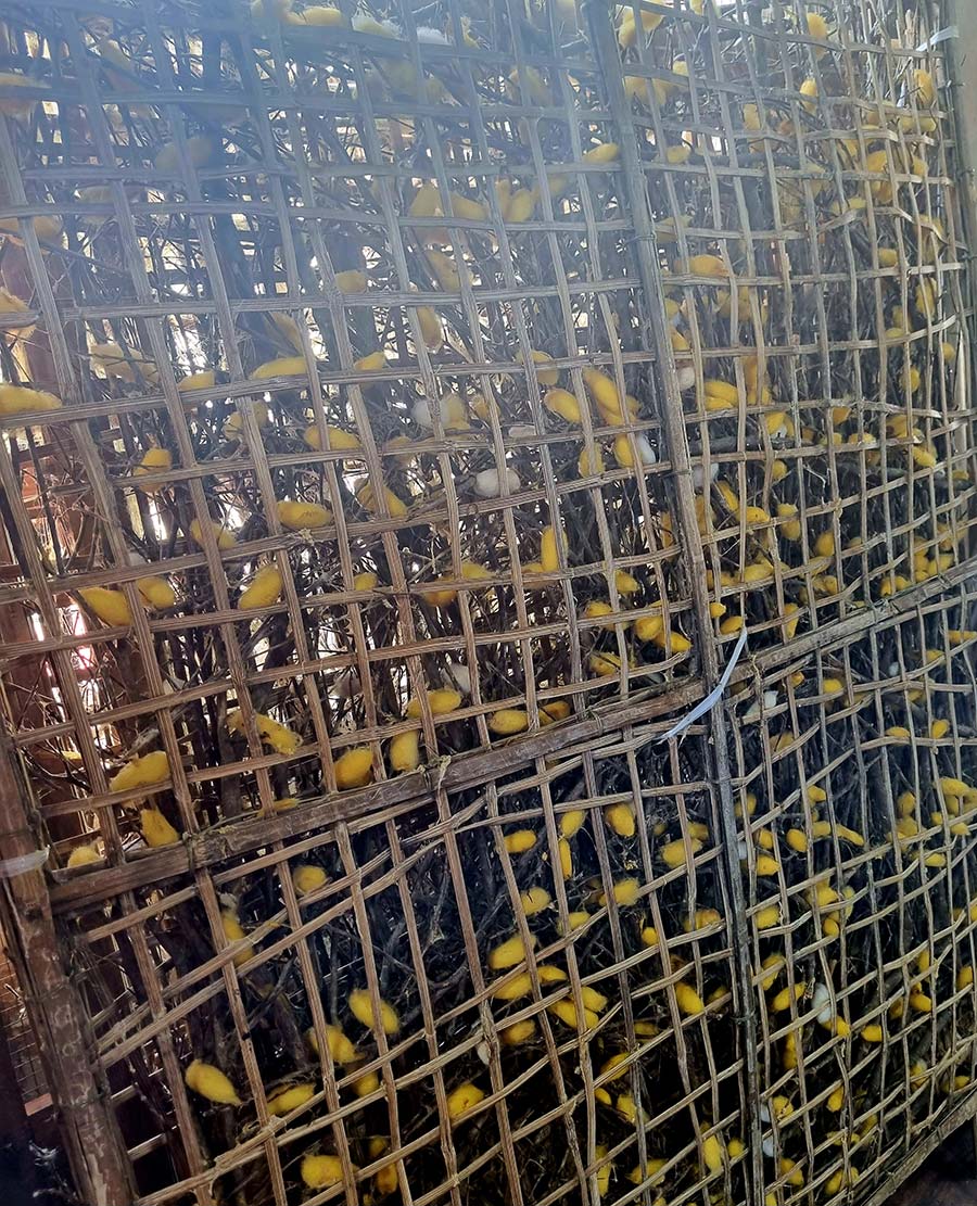 silk worm Vietnam Silk - How Is Silk Made In Vitenam 2023 gracei Opulanza (6)