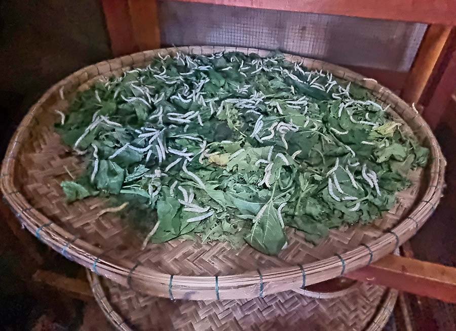 silk worm Vietnam Silk - How Is Silk Made In Vitenam 2023 gracei Opulanza (6)