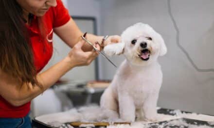 Pet Grooming Tips to Keep Your Furry Friend Looking Fabulous