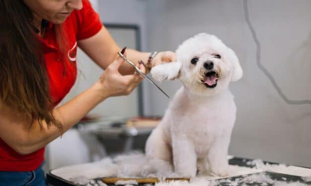 Pet Grooming Tips to Keep Your Furry Friend Looking Fabulous