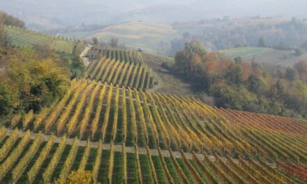 Elevate Your Palate – Discovering the Delights of Piedmont Wine Tours