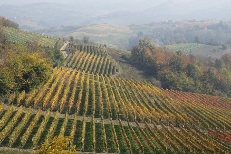 Elevate Your Palate – Discovering the Delights of Piedmont Wine Tours