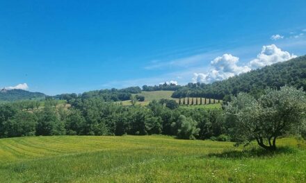 Rosemary – Hair & Health Delights