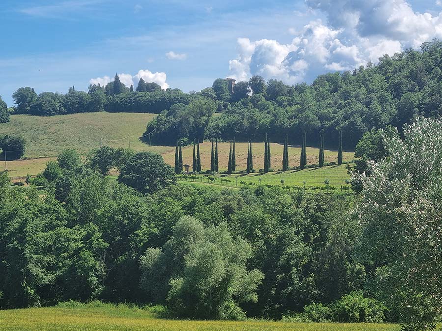 Umbria Olive Trees and Vineyards (8)