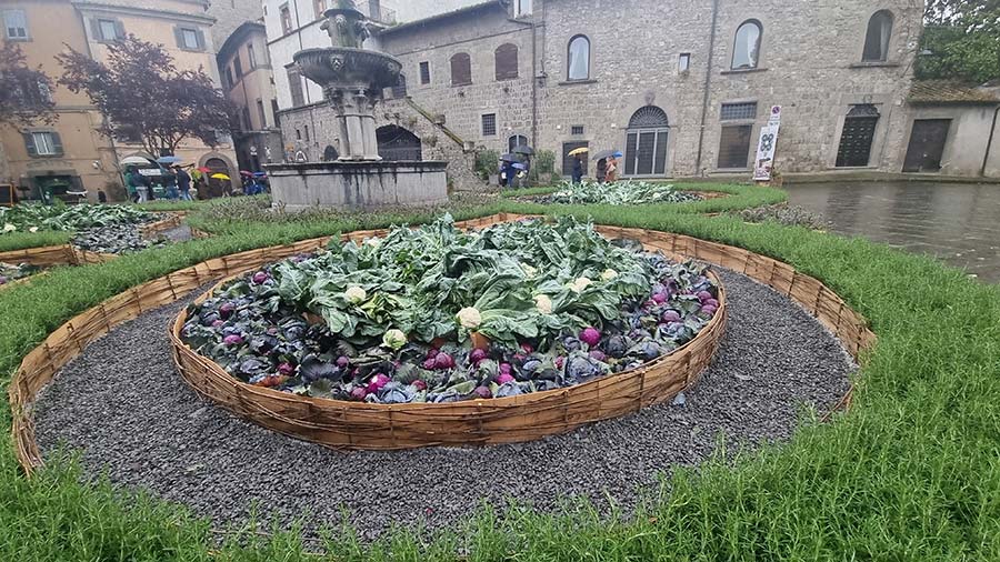 Transform Your Garden into a Culinary Wonderland With Cauliflower & Cabbage