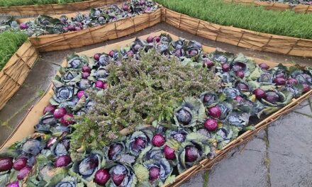 Transform Your Garden into a Culinary Wonderland With Cauliflower & Cabbage