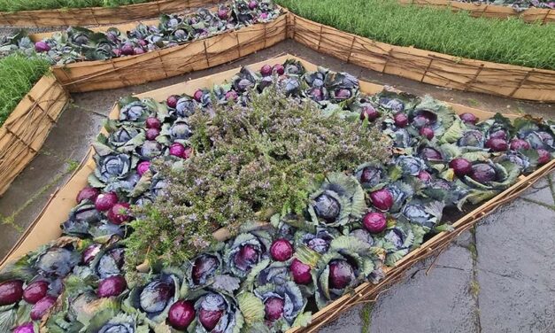 Transform Your Garden into a Culinary Wonderland With Cauliflower & Cabbage