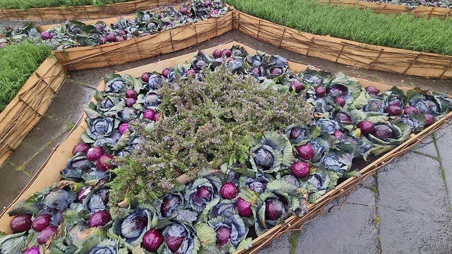 Transform Your Garden into a Culinary Wonderland With Cauliflower & Cabbage