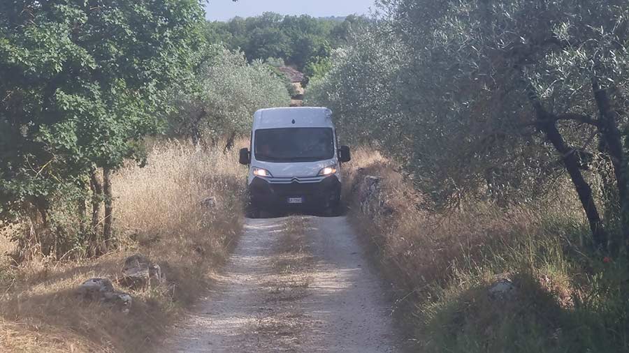 My olive tree road to my Villa