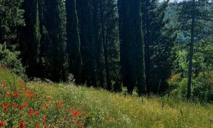 Poppy Red – Style Tops for A Tuscan Wedding